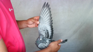 Pigeon image