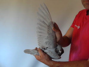 Pigeon image
