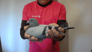 Pigeon image