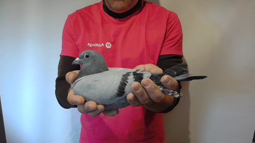 Pigeon image