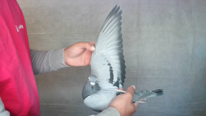 Pigeon image
