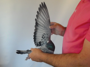 Pigeon image