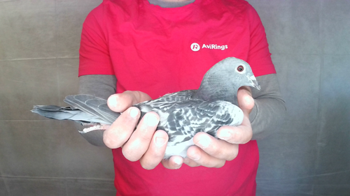 Pigeon image