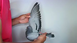Pigeon image