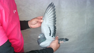 Pigeon image