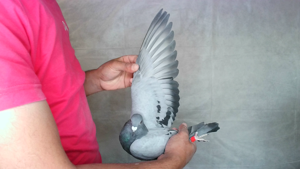 Pigeon image