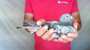 Pigeon image