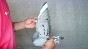 Pigeon image