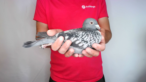 Pigeon image