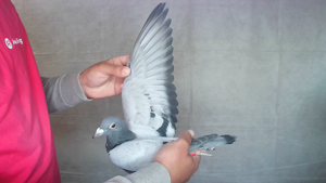 Pigeon image