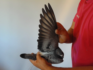 Pigeon image