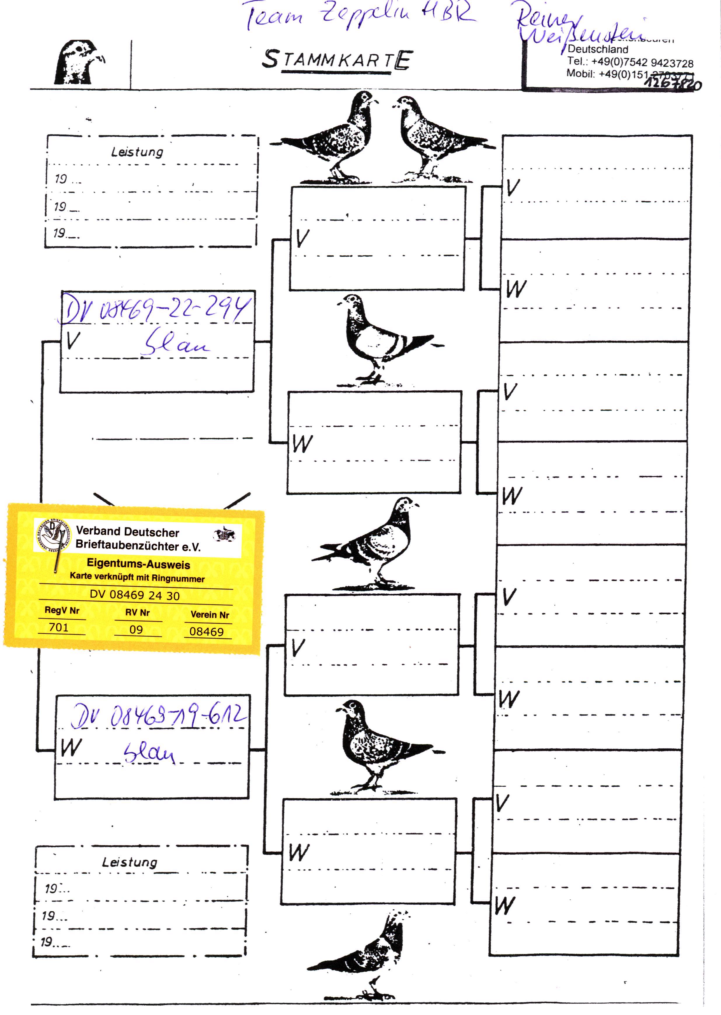 Pigeon pedigree image