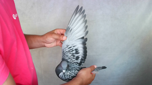 Pigeon image