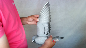 Pigeon image