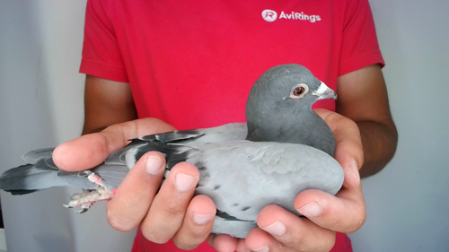 Pigeon image