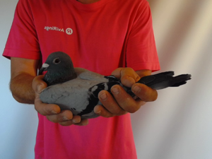 Pigeon image