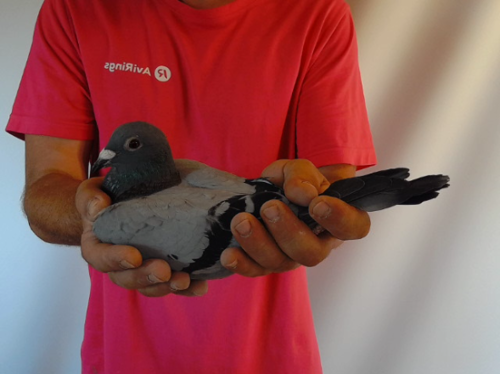Pigeon image
