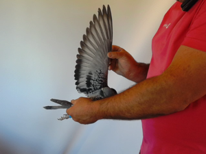 Pigeon image