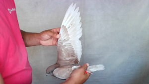 Pigeon image