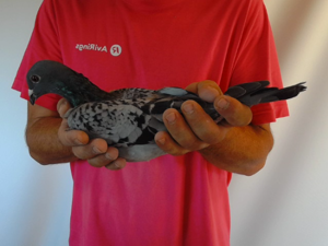 Pigeon image