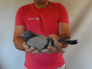 Pigeon image