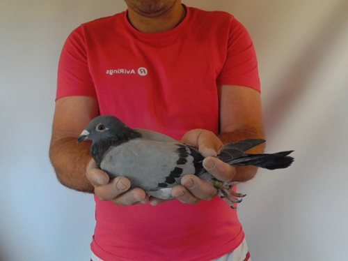 Pigeon image
