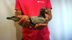 Pigeon image