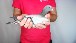 Pigeon image