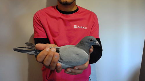 Pigeon image