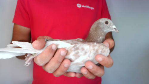 Pigeon image