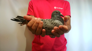 Pigeon image