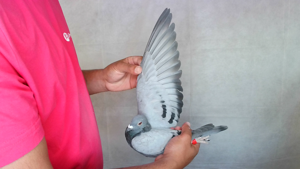 Pigeon image