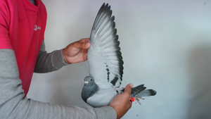 Pigeon image