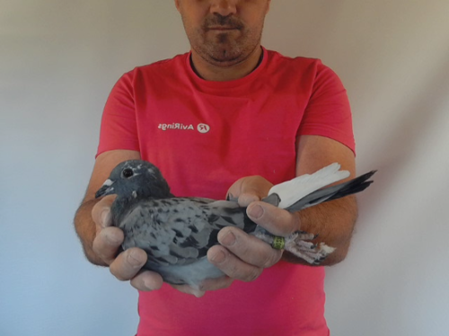 Pigeon image