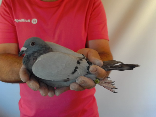 Pigeon image