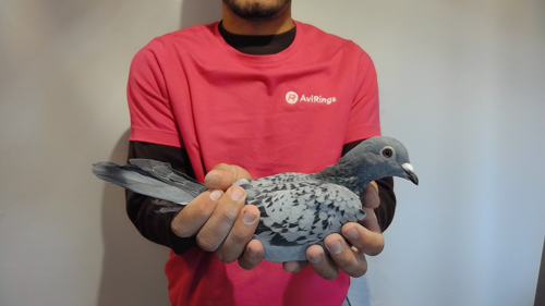 Pigeon image