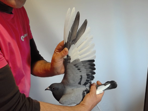 Pigeon image