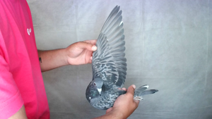 Pigeon image