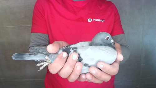 Pigeon image