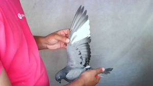 Pigeon image
