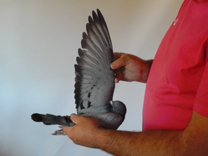 Pigeon image