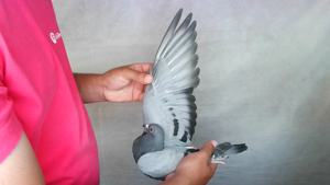 Pigeon image