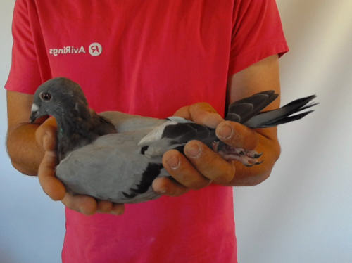 Pigeon image