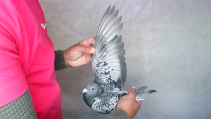 Pigeon image