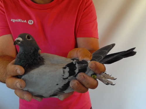 Pigeon image
