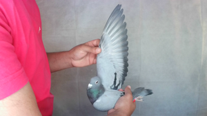 Pigeon image