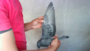 Pigeon image