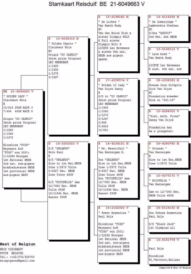 Pigeon pedigree image