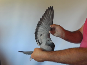 Pigeon image