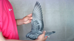 Pigeon image